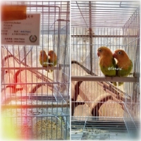 Lovebird Biola Impor Taiwan