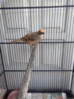 Cicak Rowo hutan (KGB)