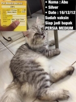 Banyak kucing Persia medium
