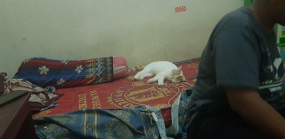 Persia exo lucu pintar