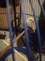 Love bird balibu umur 3-4bulan,, sehat dan lincah