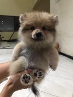 mini pom Teady bear face