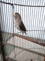 Lovebird Bartman Rajin Ngekek