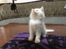 Kitten persia flatnose white solid bloodline