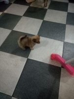 sepasang anak anjing pom