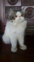 Kucing Peaknose lucu wrna black van