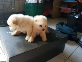 Anjing pomerian putih 2ekor jantan semua,stambum vaksin