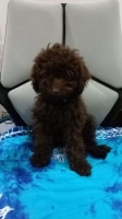 Toy poodle warna coklat stambum