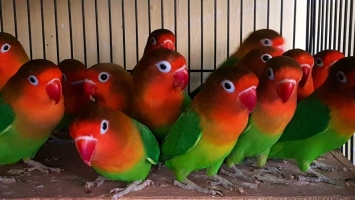 Burung Lovebird Josan Import Asia
