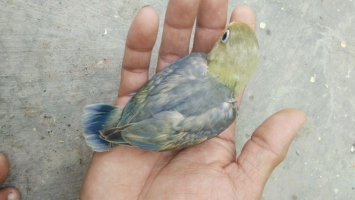 3bulan up 01: Parblue mouve pied /bio poss mouve