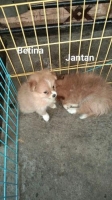 Anjing minipom umur 2bulan belum vaksin