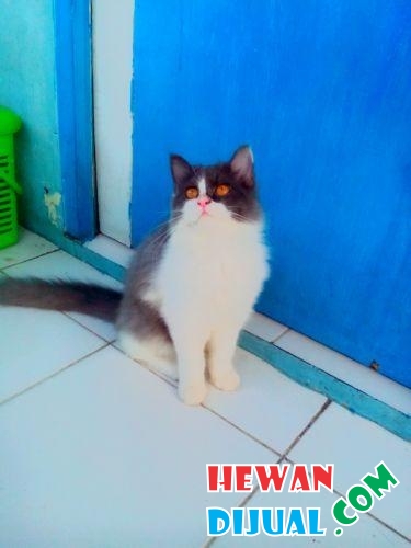  Kucing  persia  medium  LH betina aktif lincah lucu bulu 