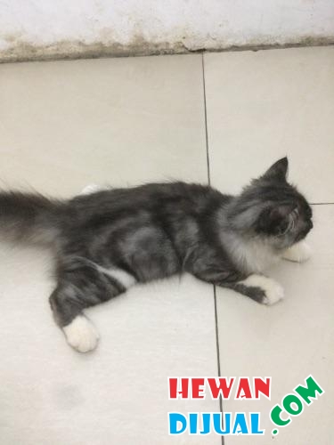 Siap adopsi kucing  persia  umur  3  bln  1