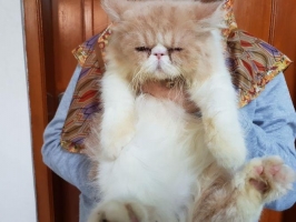 Persia peaknose jantan 6 bulan sudah vaksin