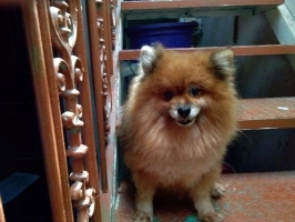 anjing pom jantan 3 ekor