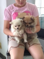 5 ekor Pomerian Mini dan super mini