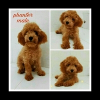 4 ekor red toy poodle 3 jantan 1 betina