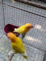 Burung Lovebird Paskun Sepasang Jodohan Baru