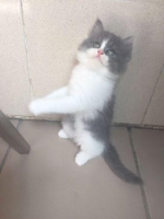 kitten persia medium