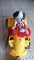 14 ekor anakan mix dalmatian beagle