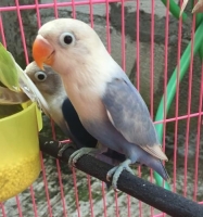 lovebird pasvio balibu