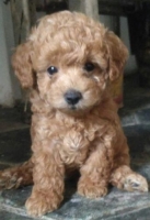 Anakan poodle tiny apricot