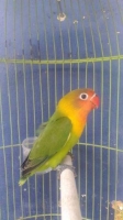 Love Bird Paud Prospek