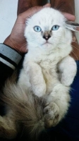 Kucing himalaya bulu kapas