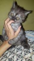 Adopsi persia lucu 2bln