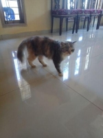 Kucing persia medium bulu kapas 3 warna dominan abu abu