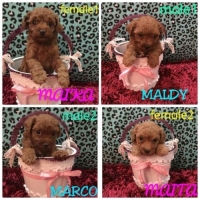 Red toy poodle High quality MURAH