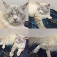 Kucing ragdoll jantan umur 9bulan