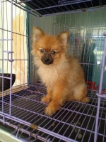 Anjing Mini Pom Jantan