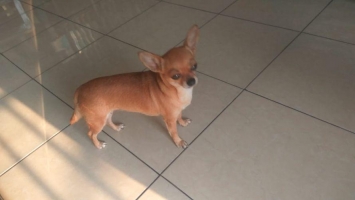 chihuahua umur 5 bulan