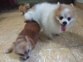MINIPOM BERSIH DAN SEHAT! Terjamin!