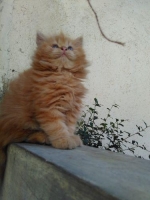 Kucing persia redtuby longhair