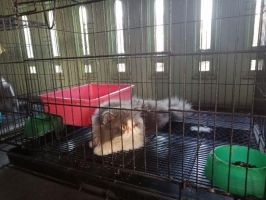 Persia peaknose sertifikat