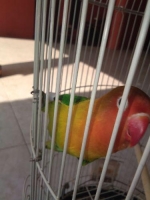 burung lovebird minus gestang