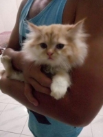 Lepas adopsi bagi penyayang kucing