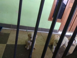 Anjing campus an Kintamani bali