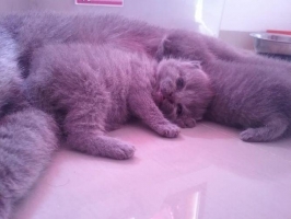 Kitten BRITISH SHORTHAIR - PEDIGREE CFA