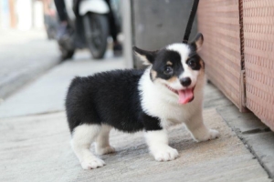 1 ekor welsh corgi betina.