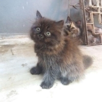 Kitten persia 3 bulan bulu halus