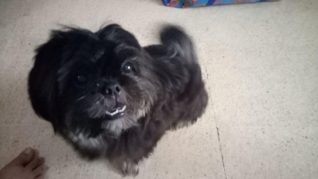 Anjing shihtzu jantan non stambum