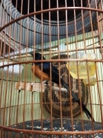 Murai batu medan gacor siap gantang