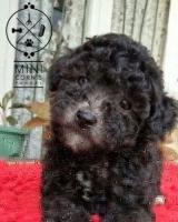 Silver Toy Poodle 2 ekor Jantan