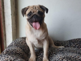anakan pug jantan montok dan lincah