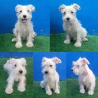 1 White Miniature Schnauzer Puppy
