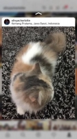 Kucing Persia Peaknose Betina 3colour, Vaksin Lengkap