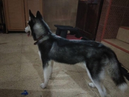 ANJING SIBERIAN HUSKY, Mata FlipFlop